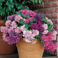 Park Seed Double Cascade Hybrid Petunia – Extra-Large 4–6 Inch Ruffled Blooms in 5 Colors, Compact Grandiflora for Baskets, Pots, and Beds, Weather-Resistant and Long-Blooming – Pack of 35