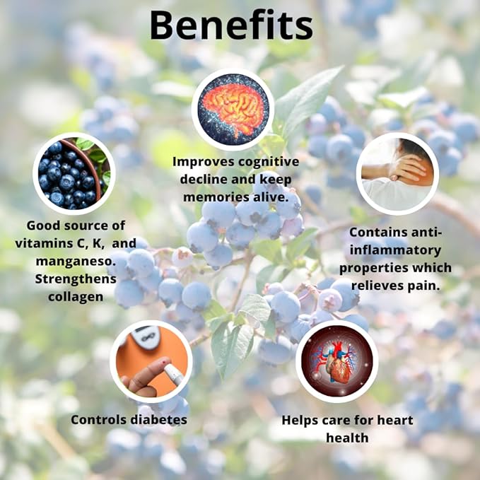 Blueberry Plant Chandler Live for Sale (4 Pack) | Easy to Grow Plants | Edible Fruit Plant for Sustainable Living | Grow Your own Food on Your Edible Organic Garden| Live for Planting| No Seeds