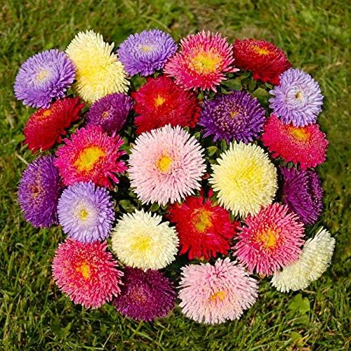 NIKA SEEDS - Seeds Flowers Aster Princess Mix Annual - 100 Seeds