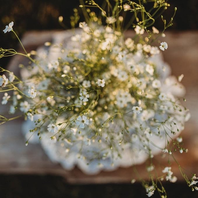 Covent Garden Baby's Breath - 250 Seeds - Easy & Fast to Grow Flower Variety, Great for Bouquets & Arrangements, Non-GMO Baby's Breath Seeds for Planting in The Home Garden, Thresh Seed Company