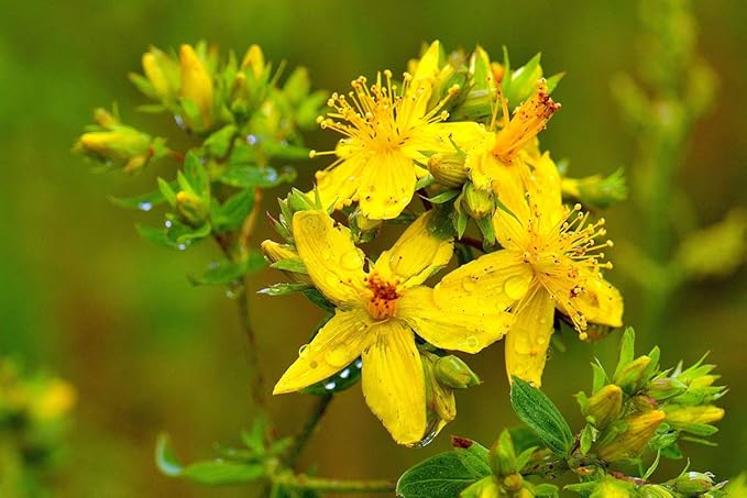 NIKA SEEDS - Seeds Herb St John's Wort Medicinal - 1500 Seeds
