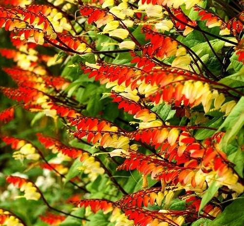 Seeds Firecracker Vine Mina Lobata Quamoclit Annual Flowers