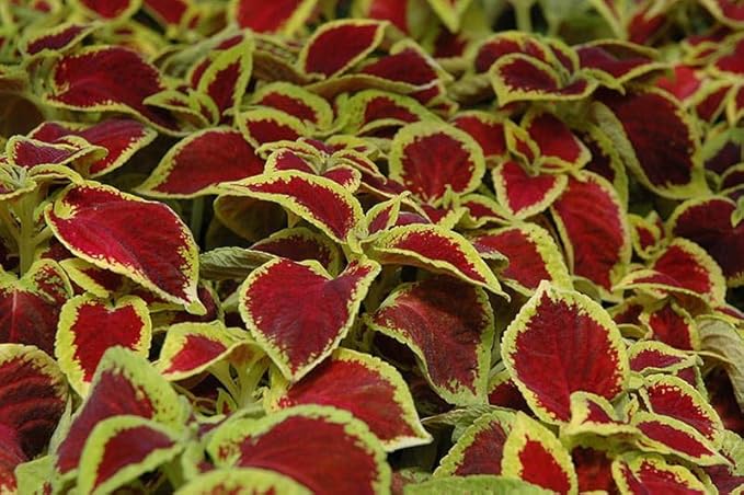 Park Seed Wizard Scarlet Coleus Seeds – Grow Your Own Vibrant Indoor or Outdoor Plants, Shade-Loving Annual, Easy to Start Indoors, Colorful Foliage for Gardens and Pots, Pack of 500
