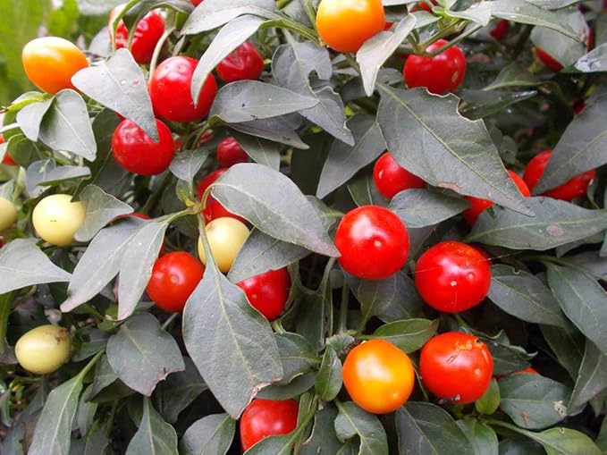 Vegetable Indoor Ornamental Pepper Las Vegas Hot Mix - 30 Seeds