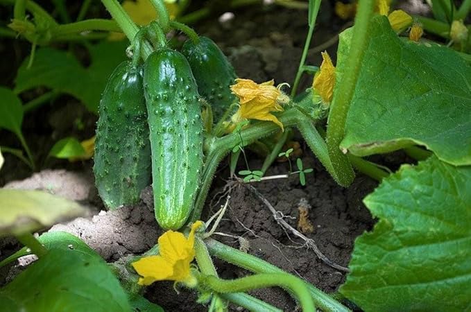 SeedsUP - 40+ Seeds Cucumber Parisian Gherkin - Vegetable Open-Pollinated