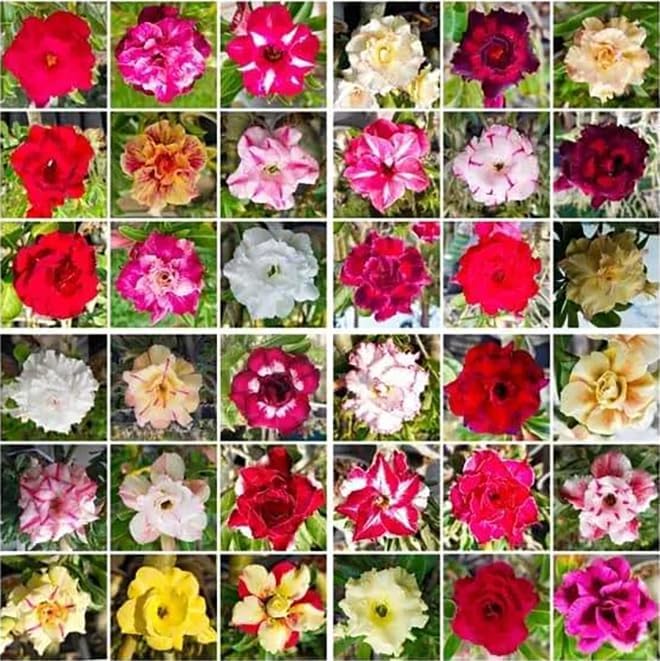 5 Desert Rose Seeds for Planting Mixed Color Ready to Grow Adenium Obesum Seeds Exotic Succulent Colorful Bonsai Plant Tropical Rose Flower Planting Non-GMO Heirloom