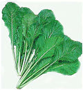 Large Bag Turnip Green Seeds - Seven Top Turnip Greens - 6800 Seeds