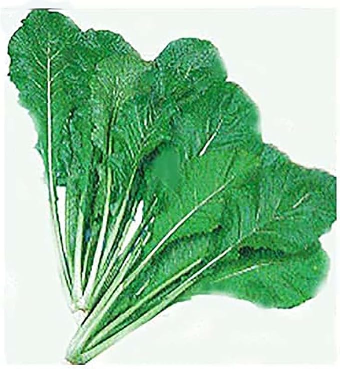 Turnip Green Seeds - Nozawana