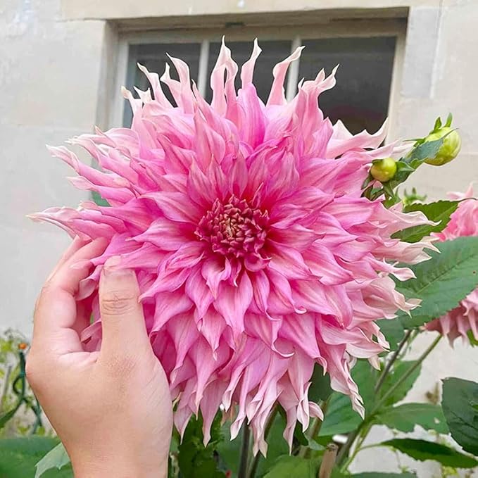 Mix Giant Dahlia Seeds for Planting -1100 Pcs Annual Flower Seeds with Colorful Blooms for Containers