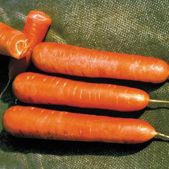 Park Seed Cool Season Vegetable Seed Collection – Non-GMO Fall Garden Kit with Beet, Carrot, Spinach, Lettuce, Kohlrabi & Mini Romaine Blend – Cold Hardy Varieties, Total of 725 Seeds