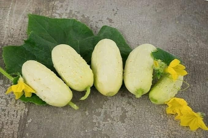 40+ Seeds Cucumber Angel - Vegetable White
