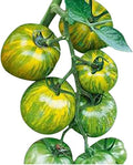 Green Zebra Heirloom Tomato Seeds - Large Tomato - One of The Most Delicious Tomatoes for Home Growing, Non GMO - Neonicotinoid-Free.