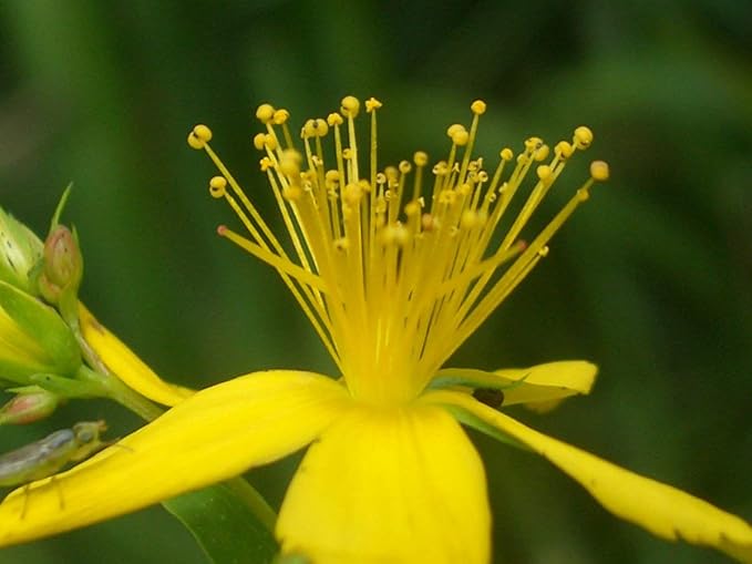KIRA SEEDS - Seeds St. John's Wort - Heirloom Herbs - GMO Free