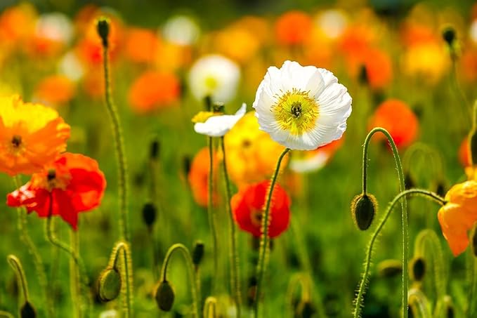 Iceland Poppy Seeds Flower Mix, 3000 Heirloom Flower Seeds Per Packet, Non GMO Seeds, Botanical Name: Papaver nudicaule, Isla's Garden Seeds