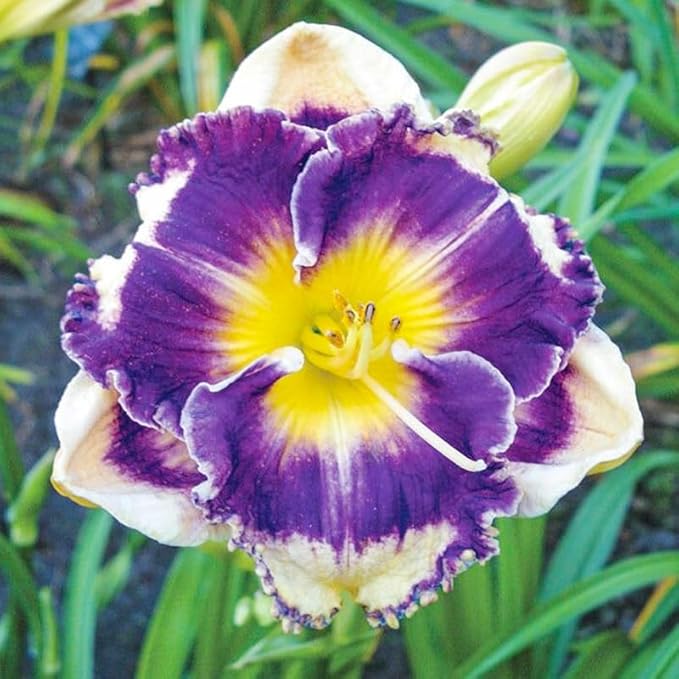 100Pcs Perennial Daylily Hemerocallis Seeds for Planting-Mixed Color Day Lily Fine Flower Seeds Heirloom