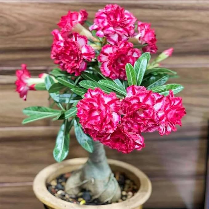 5Pcs-Perennial Desert Rose Seeds for Planting in Home Garden-Drought-Tolerant Ornamental