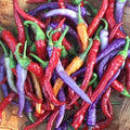 BVENA MULATO Pepper Seeds ­­­­­– Pack of 50+ Hot Chili Pepper Seeds – USA Grown ­– Premium Non-GMO Cayenne Pepper Seeds for Planting in Your Garden