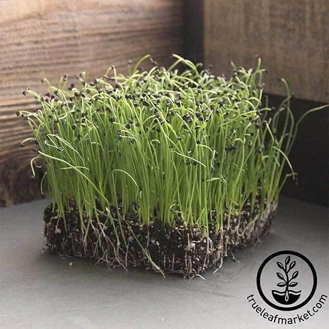 Onion Sprouting & Microgreens Seeds – 1 LB – Non-GMO, Chemical-Free – High-Germination Seeds for Fresh Onion Sprouts, Flavorful Micro Greens, Hydroponic Growing, and Indoor Gardening
