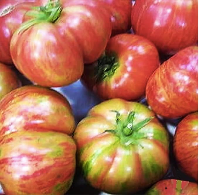 Vintage Wine Tomato Seeds - Large Tomato with Big Pink Tomatoes with Golden Stripes - One of The Most Delicious Tomatoes for Home Growing - 50 Seeds