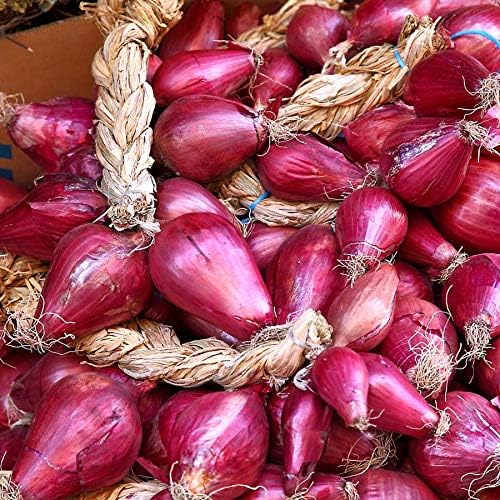 Seeds Red Shallot Onion Heirloom Vegetable for Planting Non GMO