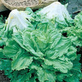 Park Seed Batavian Full Heart Endive & Chicory Lettuce Salad Mix Seeds – Nutritious Escarole Variety with Creamy Blanched Hearts, Great for Dipping and Salad Greens, Pack of 25