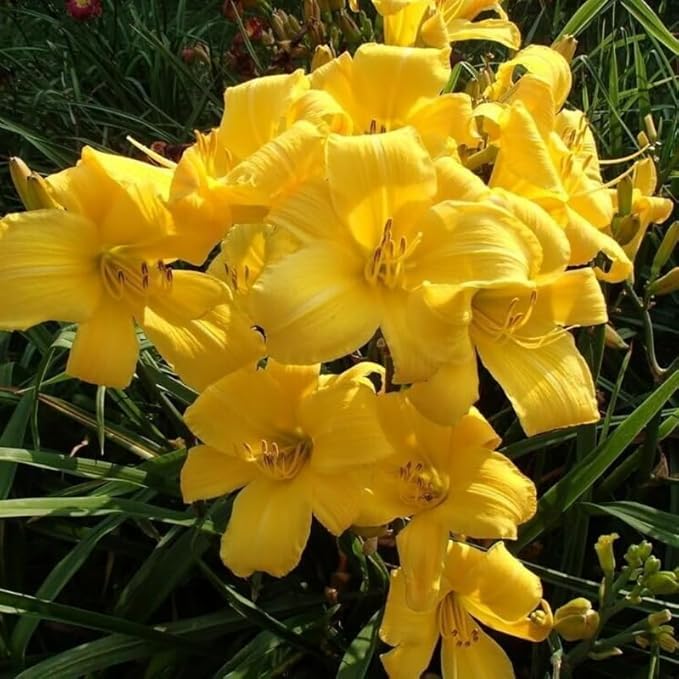 Set 10 Yellow Daylily Bulbs for Planting, Hardy Perennial Lily Roots for Colorful Summer Blooms