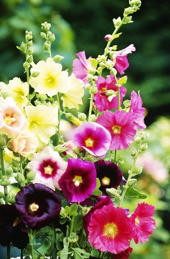 Hollyhock Spring Mix Seeds – Alcea Rosea | Biennial/Perennial | Towering, Vibrant Blooms for Cottage Gardens