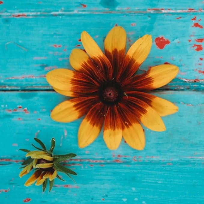 Gloriosa Daisy - 250 Seeds - Large Showy Red & Yellow Flowers, Attracts Pollinators, Non-GMO Black-Eyed Susan Seeds for Planting in The Home Garden, Thresh Seed Company