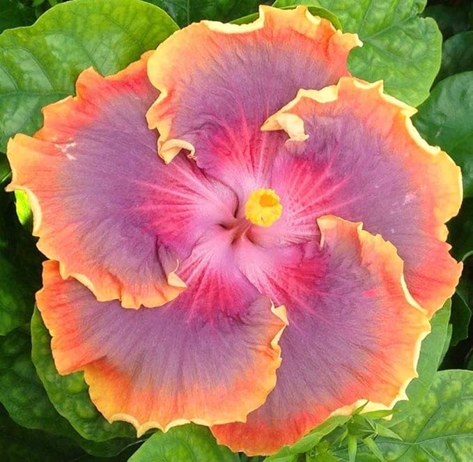 100+ Rare Hibiscus Seeds Flower Garden Home Perennial Plants