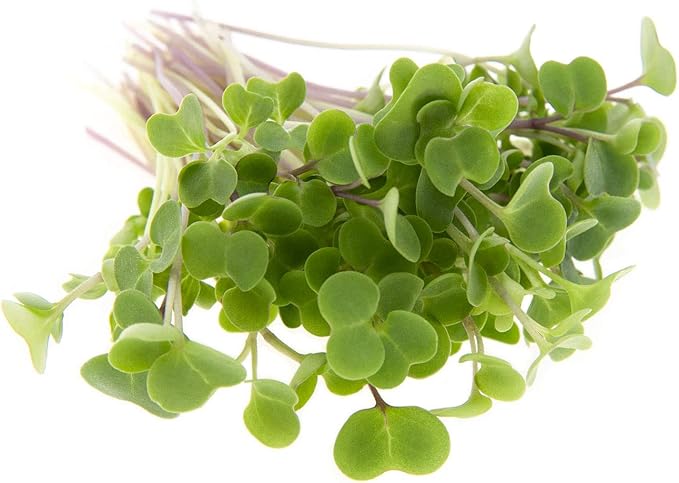 Kale Trio Sprouting & Microgreen Mix | Contains Blue Curled Scotch, Premier & Red Russian Kale Seeds | Heirloom Non-GMO Seeds | Bulk 1 LB Resealable Bag | Rainbow Heirloom Seed Co.