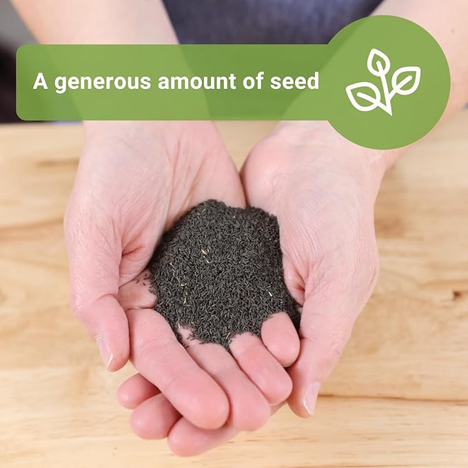 Sow Right Seeds - Black Eyed Susan Flower Seeds for Planting - 75000 Seeds, 20 Grams - Non-GMO Heirloom Bulk Jumbo Pack to Plant a Home Garden - Perennial Wildflowers Attract Pollinators