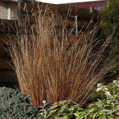 Outsidepride Carex Red Rooster Ornamental Grass Seed – 400 Pcs. Perennial, Low-Maintenance, Drought-Tolerant Grass Seeds with Low Growing Foliage for Borders, Ground Covers, & Outdoor Living Spaces
