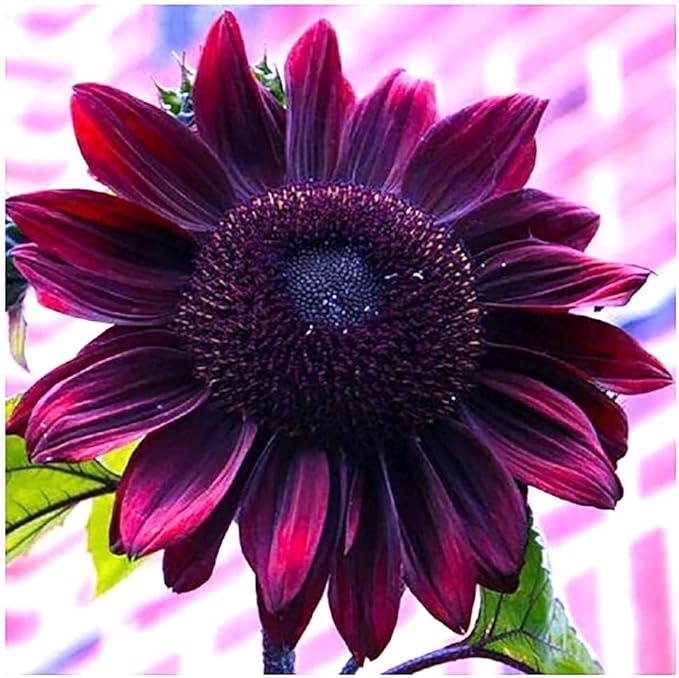 400 Cherry Chocolate Sunflower Seeds - Heirloom & Non-GMO Sunflower Seeds for Planting in Your Home Garden