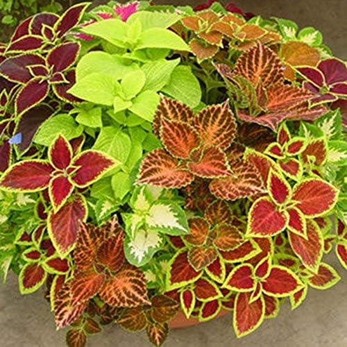100+ Seeds Coleus Exotic (Black, Chocolate, Red Dragon, Watermelon) Indoor Full Sun - Flower Mix