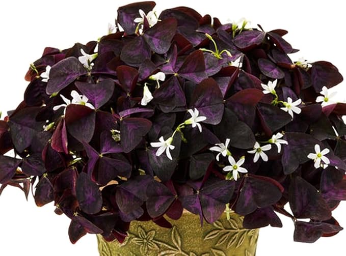 Complete Spring Flower Bulb Garden - 10 Bulbs Tulip/Crocus/Ranunculus Bulbs Continuous Blooms (Spring Color from March Through June) - Large Size Jumbo Bulbs (Purple Shamrocks Bulbs)