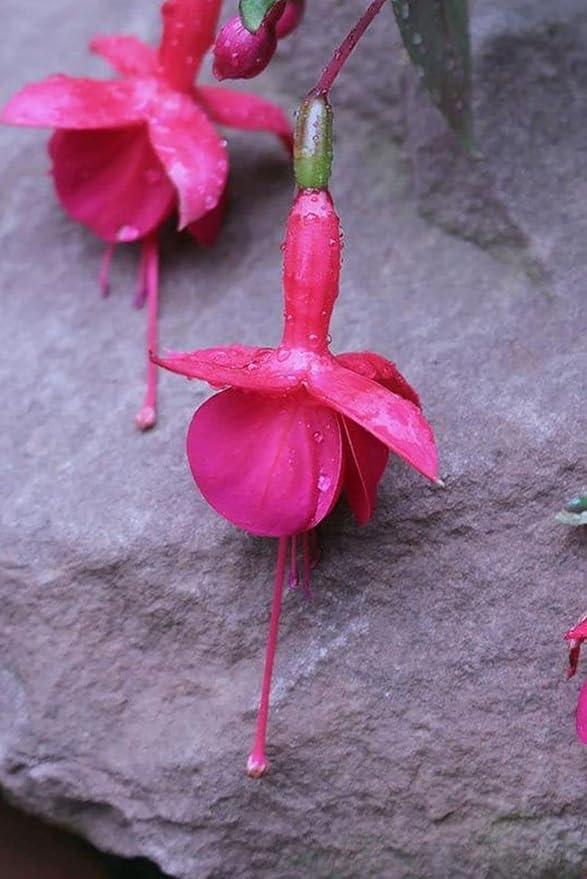 Mixed 100 Seeds Fuchsia Flower Seeds Perennial Home Bonsai