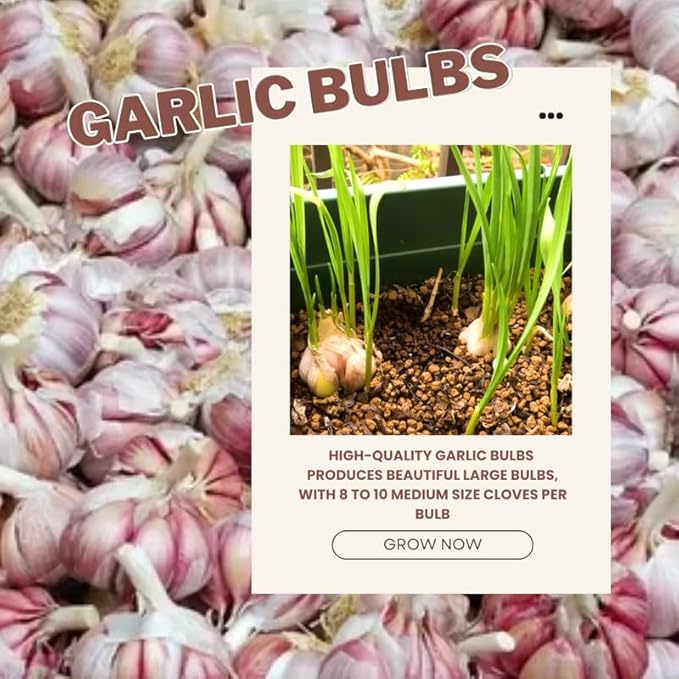 1 Pound Chesnok Red Hardneck Garlic Bulbs for Planting, Fresh High-Yield Hardy Garlic for Garden or Container Growing