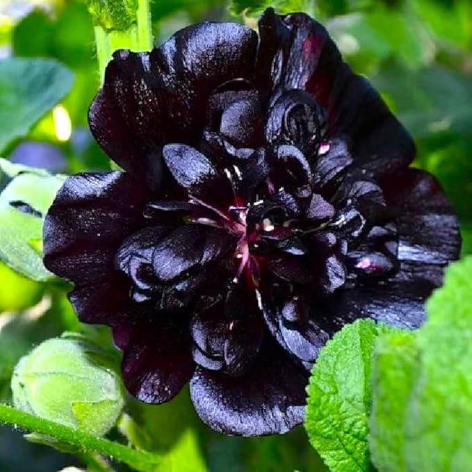 Seeds Black Hollyhock Double 30 Seeds for Planting Flowers Perennial Plant