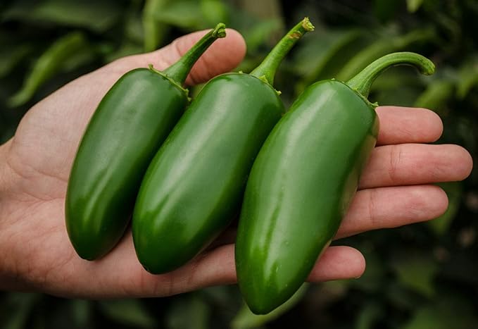 30+ Seeds Jalapeno Chili Pepper - Vegetable Green