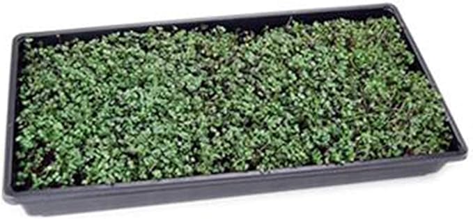 Spicy Salad Mix Micro Greens Seeds: 4 Oz - Non-GMO Seed Blend: Broccoli, Kale, Mustard, Cabbage, Arugula, More