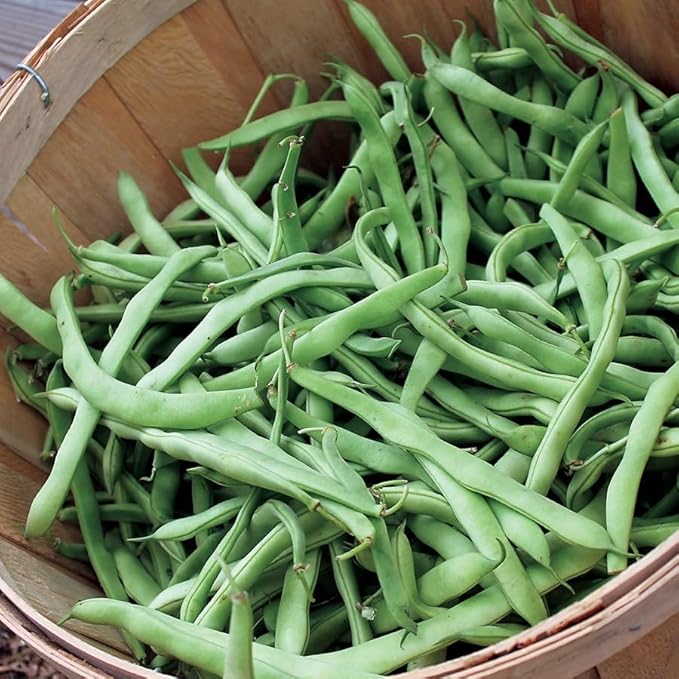 Park Seed Kentucky Blue Pole Bean Seeds – 1/2 lb Bulk Pack, AAS Winner, High Yields on 5–8 Foot Vines, Disease Resistant, Ideal for Vertical and Companion Gardening, 58 Days to Maturity