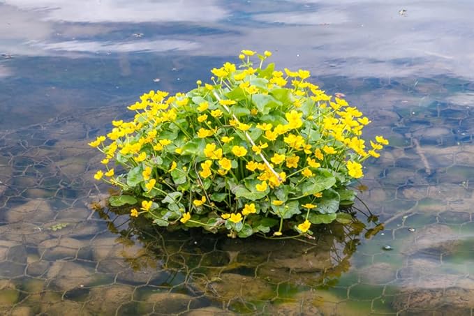 Marsh Marigold Seeds for Planting - 50 Seeds - Caltha palustris - Heirloom & Open-Pollinated Variety, Attracts Bees, Non-GMO Pollinator-Friendly Native Wildflower Seeds