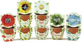 BUZZY Seeds Mini Terracotta Pots 12-Pack with Plant Seeds, Poppy, Sunflower, Daisy, Cactus and Forget Me Not, All-in-One Seed Starter Kit, Indoor Outdoor Gardening Gift, Wedding Favors, Mother's Day