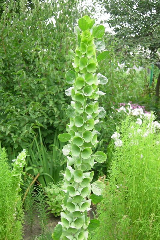 Bells of Ireland Seeds – Moluccella Laevis | Annual | Unique Green Blooms for Fresh Cut Arrangements & Garden Borders