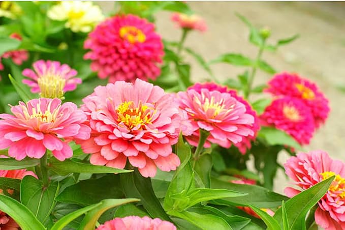 400+ California Giant Zinnia Seeds for 2026, Large Bloom - USA Made - Non GMO - Heirloom Zinnia Elegans, Easy to Grow Vibrant Summer Mix for Pollinator Gardens and Beginners
