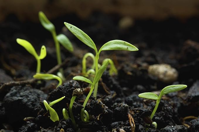 Forest Green Parsley Seeds 100 Count, COOL BEANS N SPROUTS Brand. Herb. Non-GMO. Home Gardening.