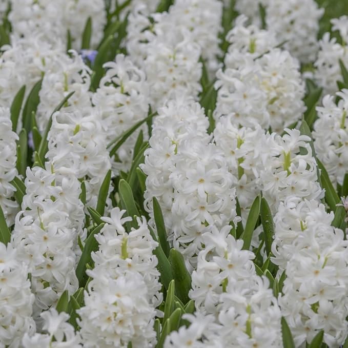 Votaniki White Pearl Hyacinth Bulbs - Hyacinthus Orientalis 'White Pearl' | Fragrant & Beautiful White Blooms - Easy to Grow Perennial Hyacinth (12 Pack)