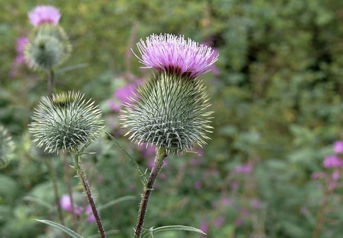 Seeds4planting - Seeds Milk Thistle Saint Mary's Medicinal Heirloom Herb Non GMO