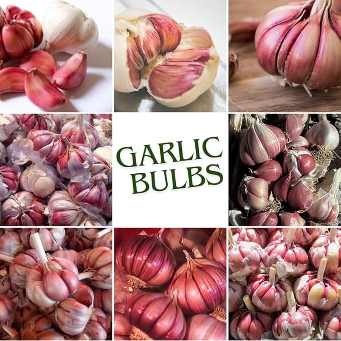 1 Pound Chesnok Red Hardneck Garlic Bulbs for Planting, Fresh High-Yield Hardy Garlic for Garden or Container Growing