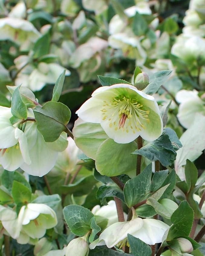 Perennial Farm Helleborus Frostkiss® Moondance™ – Live Lenten Rose in #1 Container, Creamy White Blooms with Green Centers, Marbled Evergreen Foliage, Shade Loving, Deer Resistant